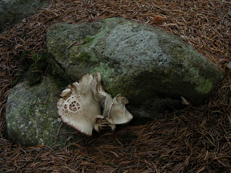 pecceta montana autunnale